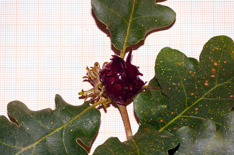Galle di Andricus dentimitratus e A. grossulariae (agamica) su Quercus pubescens